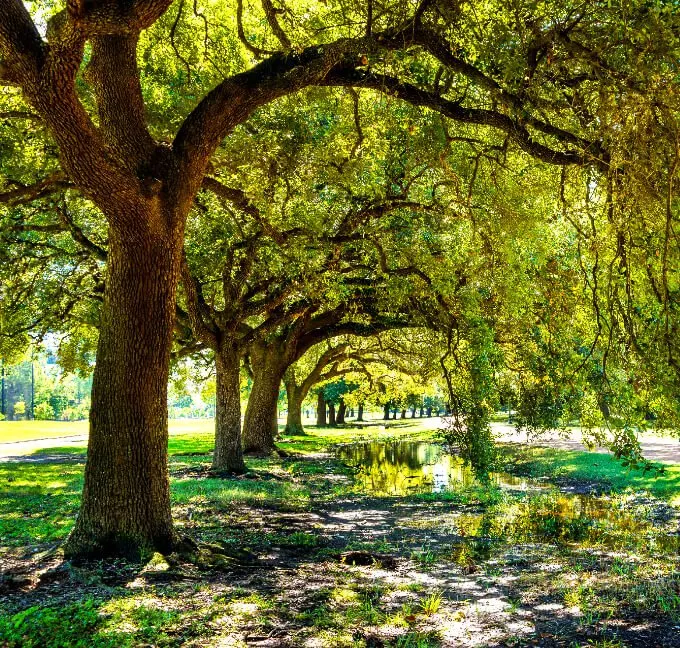 Hildebrand & Wilson, LLC in Pearland, Texas - Image of a Beautiful Background with Trees